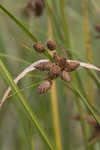 Sturdy bulrush